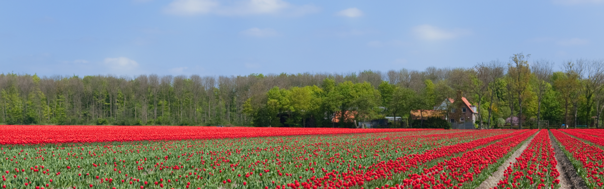 Provincie Flevoland.png