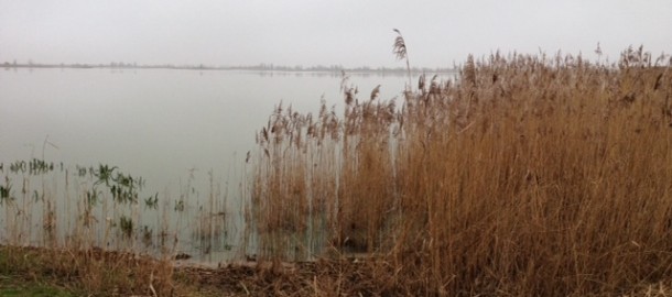 Oostvaardersplassen