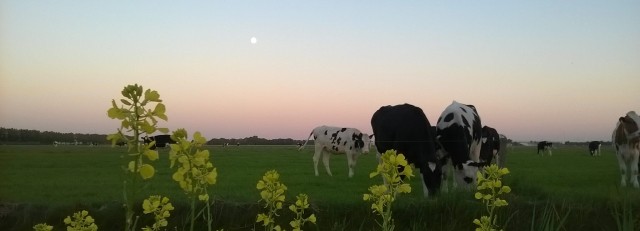 foto koeien.jpg
