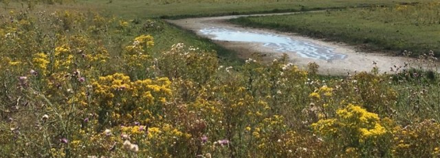 Landschap met droge beek.jpeg