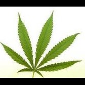 20151105 medicinale cannabis (3)