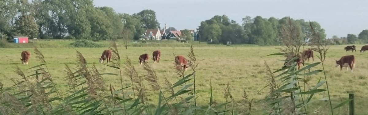 landschap koeien