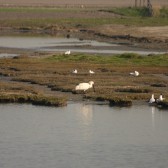 lepelaar3
