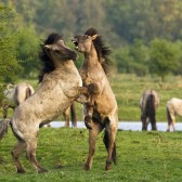 Oostvaardersplassen, fotograaf Bert Meijerink (Lelystad)